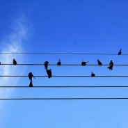 Premio de Ensayo Josep Palau i Fabre y presenta ‘La música del mundo’